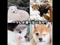 一つしか選べないなら? #動物 #可愛い #犬 #癒し #猫