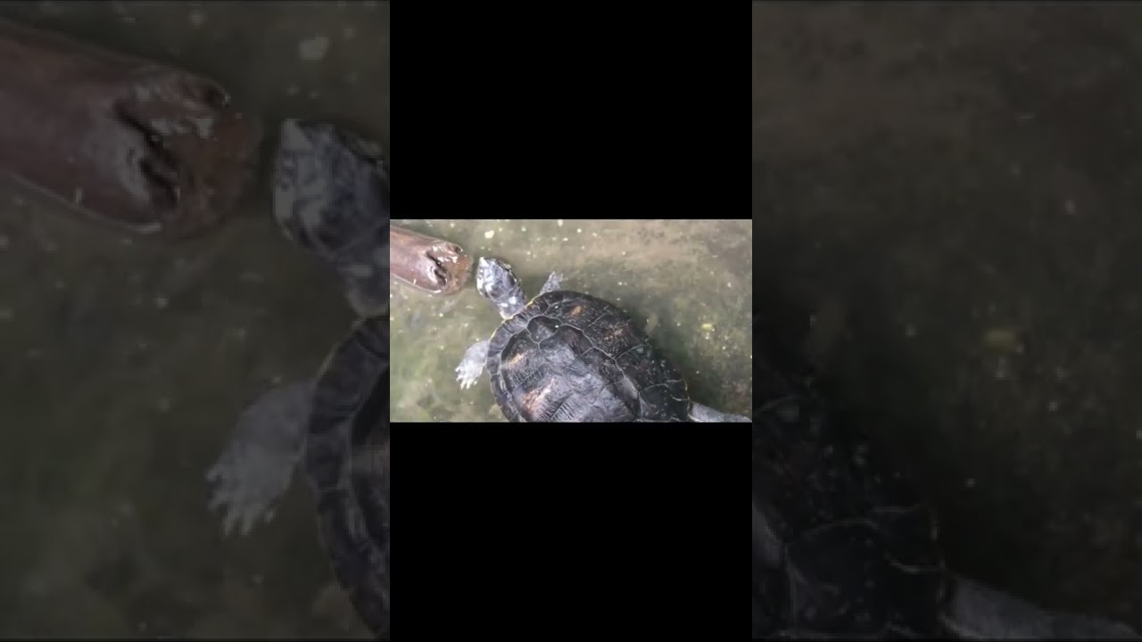 Round Turtle | meanwhile in Belarus 