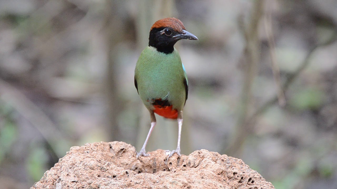 hooded pitta (Pitta sordida) นกแต้วแล้วอกเขียว 