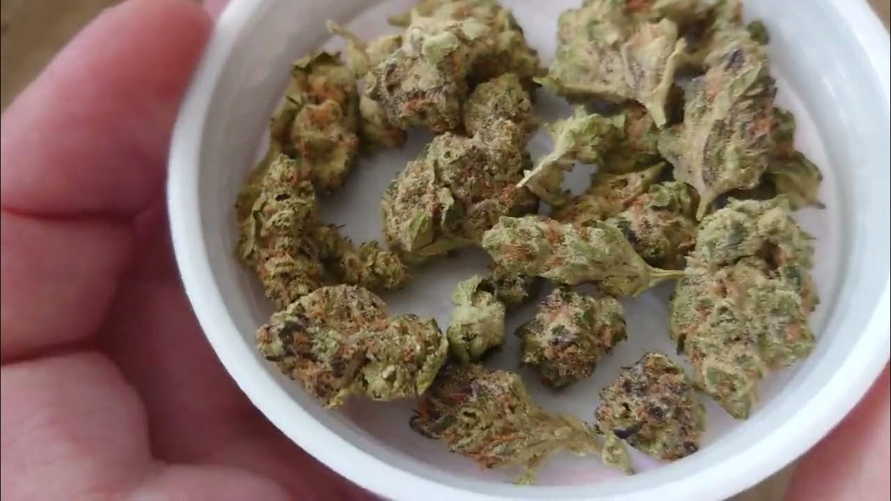Avaay 22/1 BCP Black Cherry Punch Strain review YouTube
