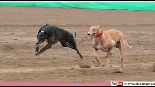 dog race in Punjab 2024 | greyhound racing track