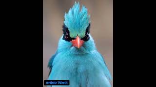 So Majestic Birds, Den Pheasant,White Mandarin Duck,Toco Toucan, White Cheeked Turaco