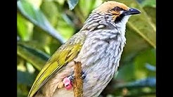 Suara Cucak Rowo GACOR Untuk Masteran Dan Pancingan Burung Ocehan  - Durasi: 2:11:23.  Suara Cucak Rowo GACOR Untuk Masteran Dan Pancingan Burung Ocehan  - Durasi: 2:11:23.