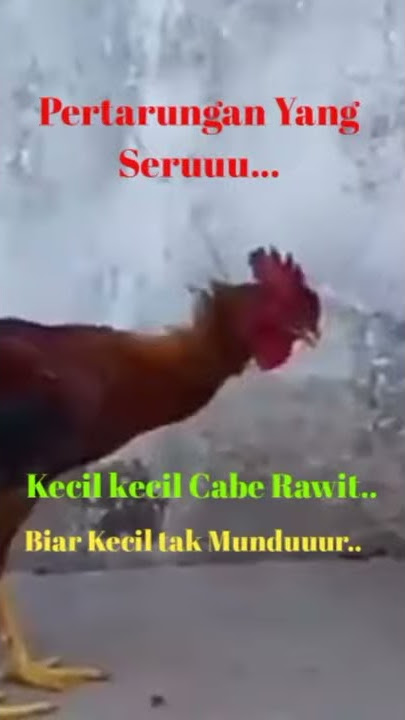 Pertarungan Yang Sengit dan Mematikan..ayam jago melawan anjing