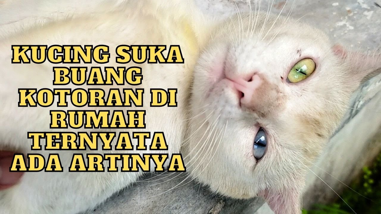 Harus Waspada! 16 Arti Perilaku Kucing Termasuk Arti Kucing Buang Kotoran Di Rumah