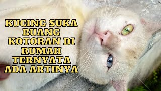 Download lagu Harus Waspada! 16 Arti Perilaku Kucing Termasuk Arti Kucing Buang Kotoran Di Rumah