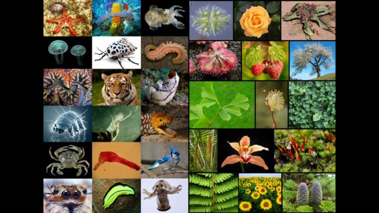 В животном царстве существует несколько веществ. Живые существа. Живые организмы. Разнообразие живых существ. Многообразие видов живых организмов.