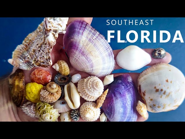 Finding beautiful SHELLS in Southeast Florida! 