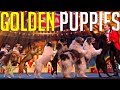 GOLDEN BUZZER Audition Is Crowned The BEST DOG ACT EVER By Simon Cowell! | Got Talent Global