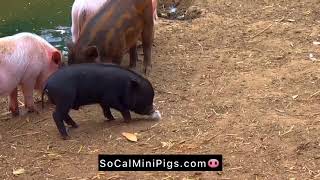 Tiny black mini pig outside playing with other piggies