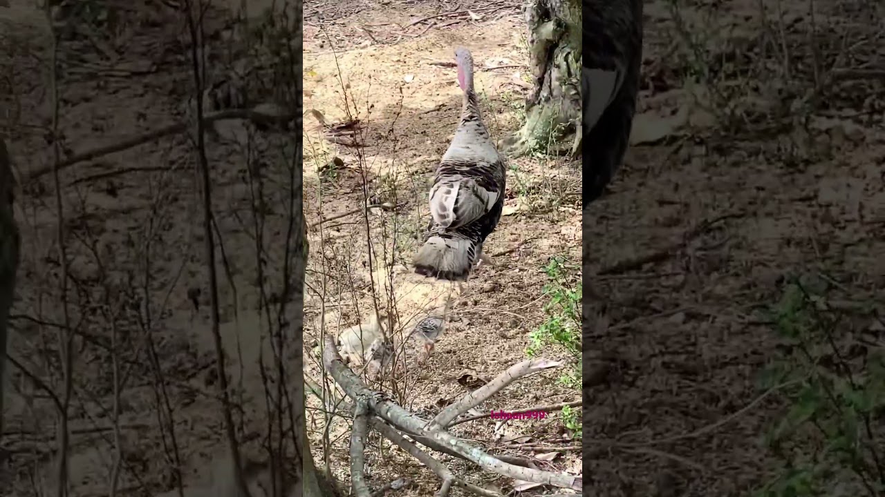 Mother turkey 🦃 with babies. Mother turkey sounds
