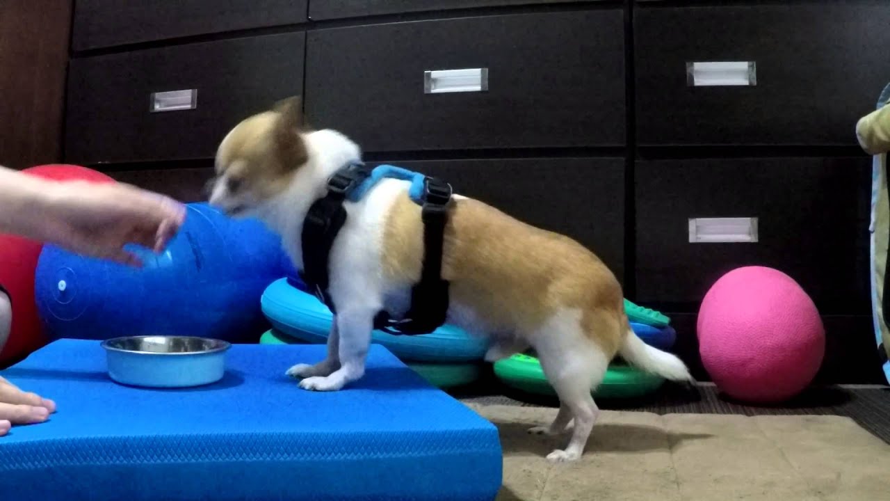 Perfect Fit Harness Wearing Training [20150710] YouTube