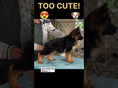 Cutest German Shepherd Puppy 🐶😂 Funny & Adorable Reactions That Will Melt Your Heart ❤️ #Shorts