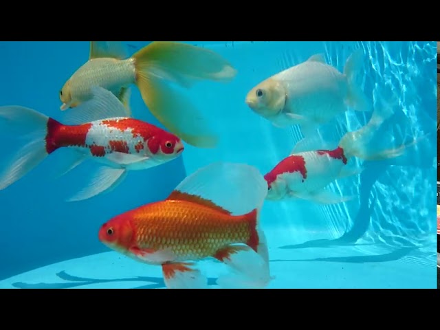 うちの屋外金魚 Youtube
