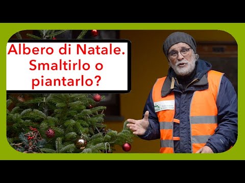 Cosa fare con l&rsquo;albero di Natale vero, piantarlo o "buttarlo"?