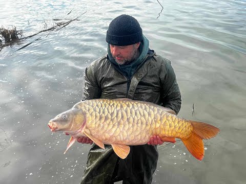 საამურის ტბის გათევზიანება 2024