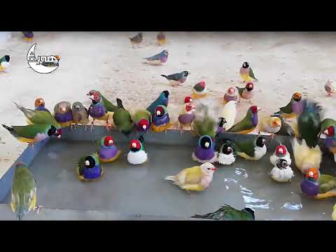 أللهن صل وسلم على نبينا محمد