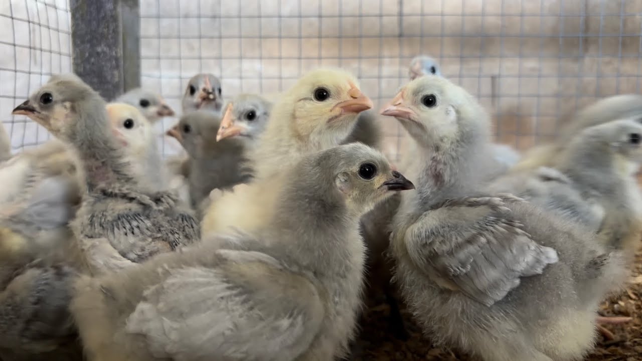 25 Minutes with Baby Chicks Growing Up on a Real New Zealand Farm | Calm Ambience, Natural Sounds