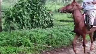 Download Lagu BERKUDA ALA BARRY PRIMA MP3