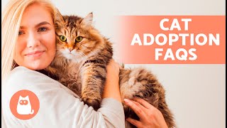 How and Where to ADOPT a CAT  (Requirements, Price and Frequently Asked Questions)
