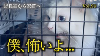 シロちゃん動物病院へ。行きと帰りで明らかに表情の違う愛猫をご覧