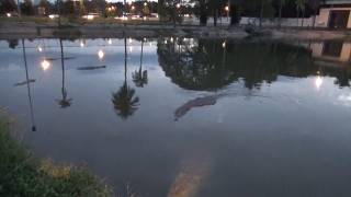 Nighttime Escape Near The Crocodile Lake Of Yamoussoukro