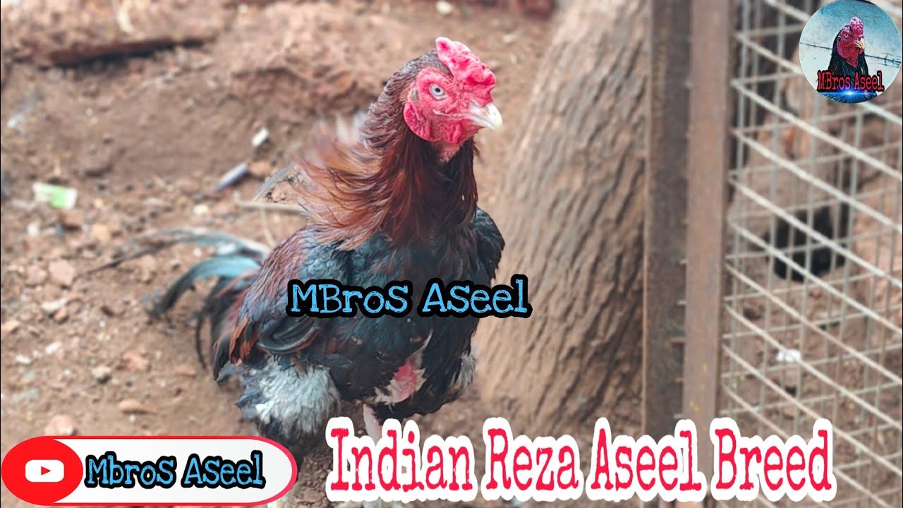 Indian Reza Aseel Breed|Reza Breeder.