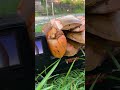 RC Car Adventure with Coconut Husks #shorts