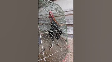 #qaib sib Ncaw#chicken