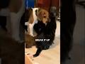Beagle Policing the Cats #pets #funny #dogs #cat #beagle #funnycatvideos #viral #shorts