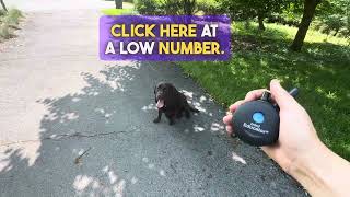 Lay Lay all off leash