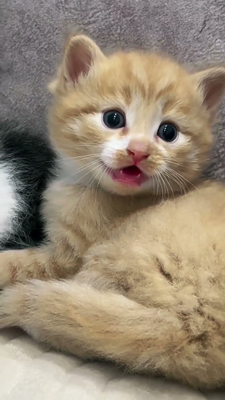 Je cherche nom pour chaton orange  et merci #cat