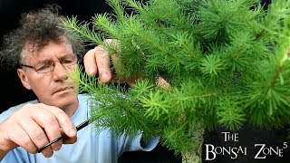 My Show Trees for this Year, Part 2, The Bonsai Zone, July 2018