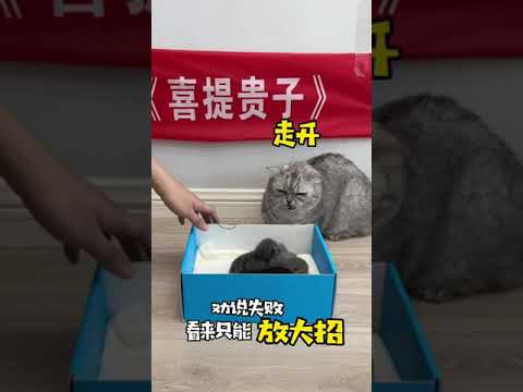 【布丁仔和泡芙妹的一天】求助！如何让我家猫相信孩子是他亲生的？