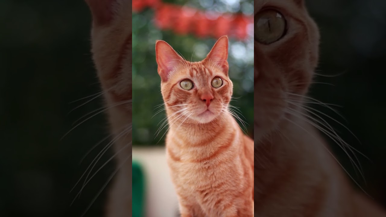 True Story CIA Trained Cats As Spies!