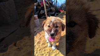 suggest a name 🐶🤓#FutureTech #VirtualCharacter #YouTubeShorts#Shorts#Trending#ViralVideo#Content