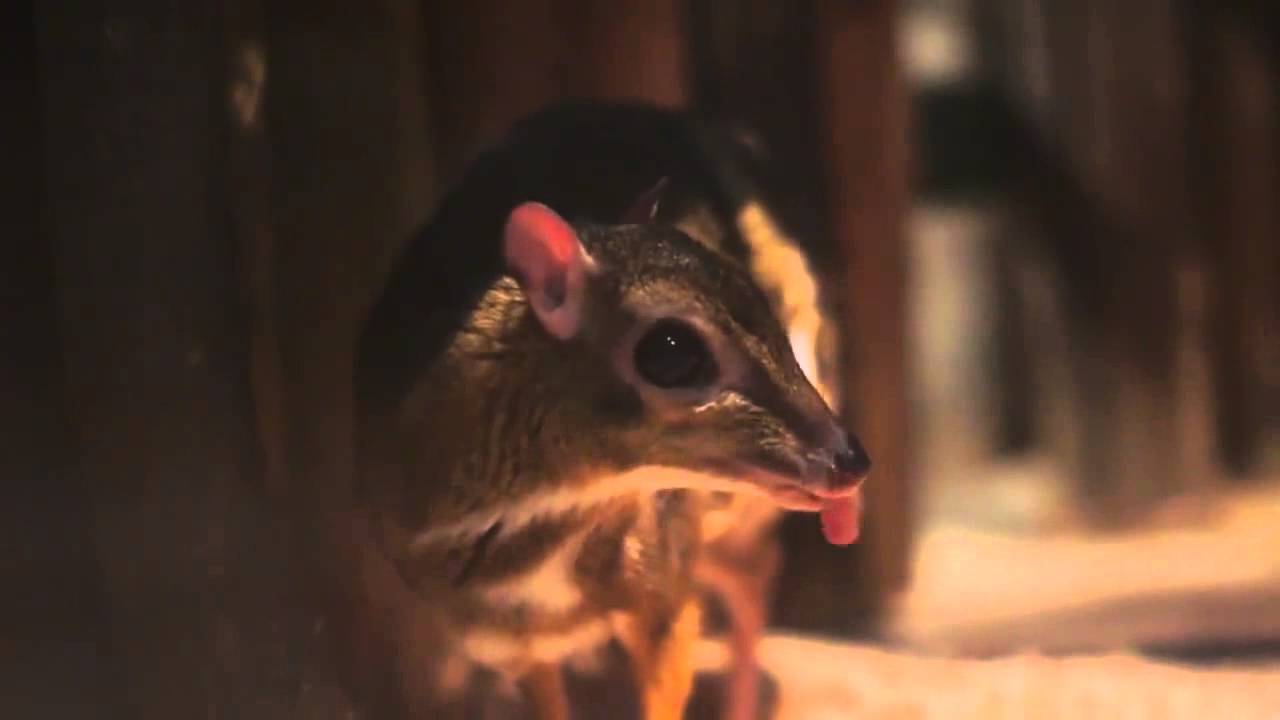 ジャワマメジカ Lesser Mouse Deer 上野動物園 Edited Youtube