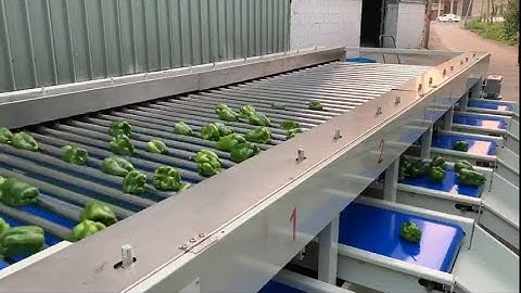 Bell pepper sizer, capsicum sorting machine, pepper grader