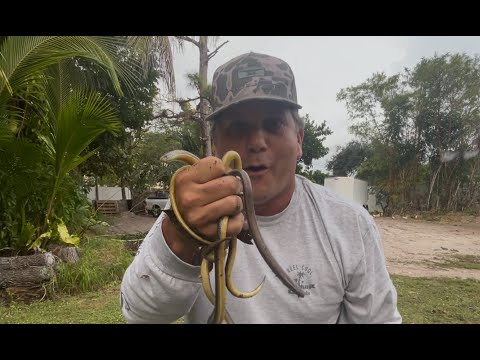 How to catch *GLASS SNAKES* at HOME!