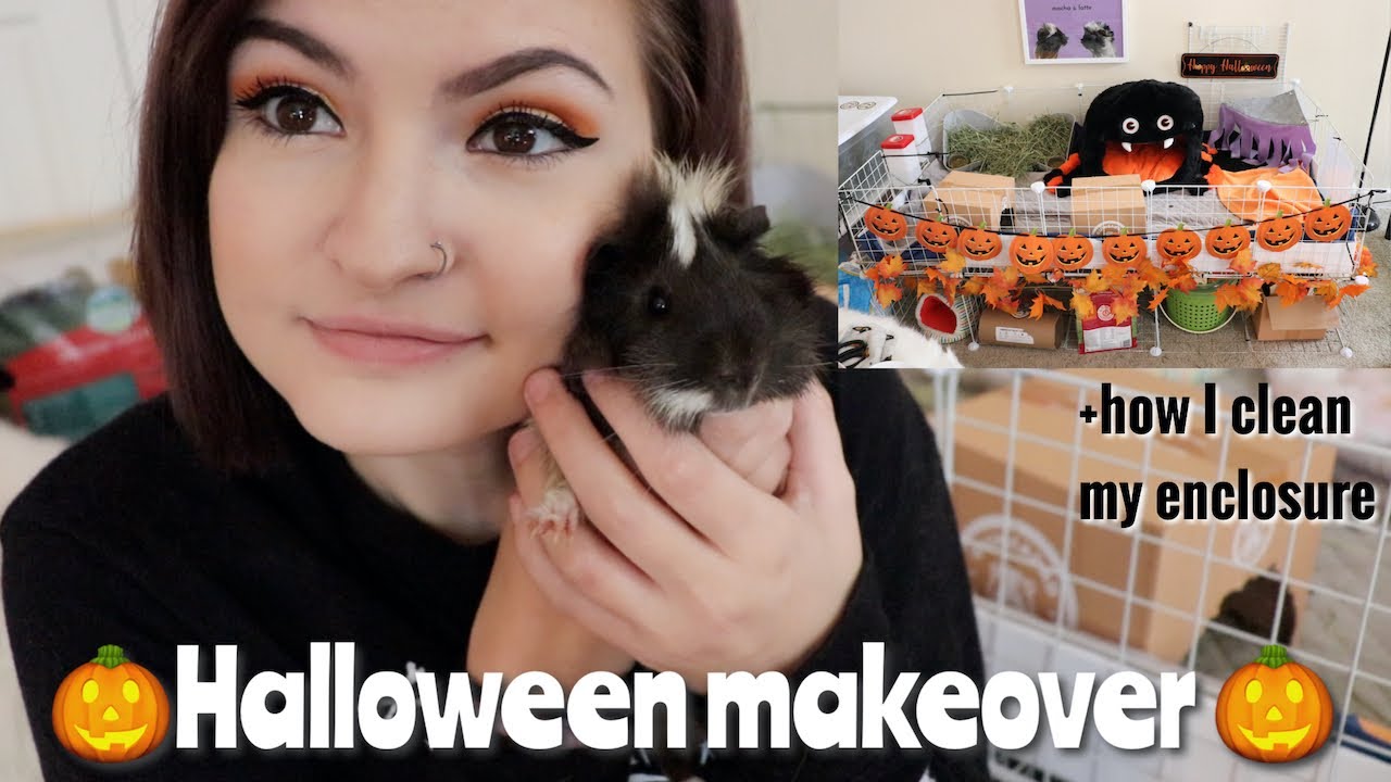 decorating guinea pig enclosure for halloween🎃🖤| guineadad collab |