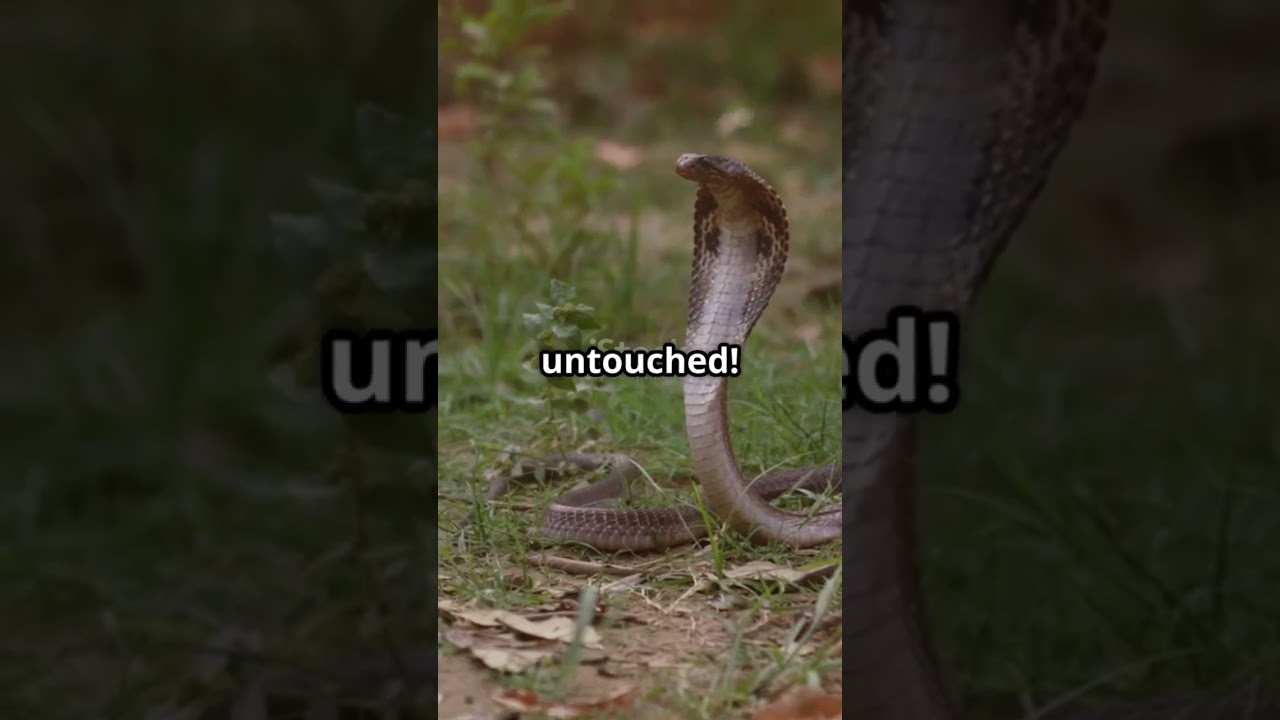 You Won’t Believe Why King Cobra Bites Sometimes Fail!  