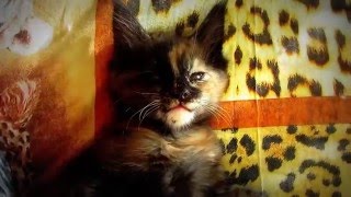 Dive cat hypnotic sleep.Погружение кошки в гипнотический сон. Dive cat hypnotic sleep.Погружение кошки в гипнотический сон.