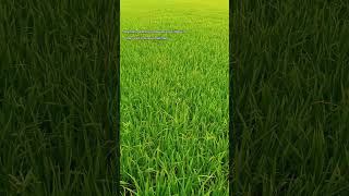 They call it love sometimes#sky #nature #clouds #summer #eveningvibes #love #memories