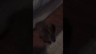 Did This Trend Wi The My Duck