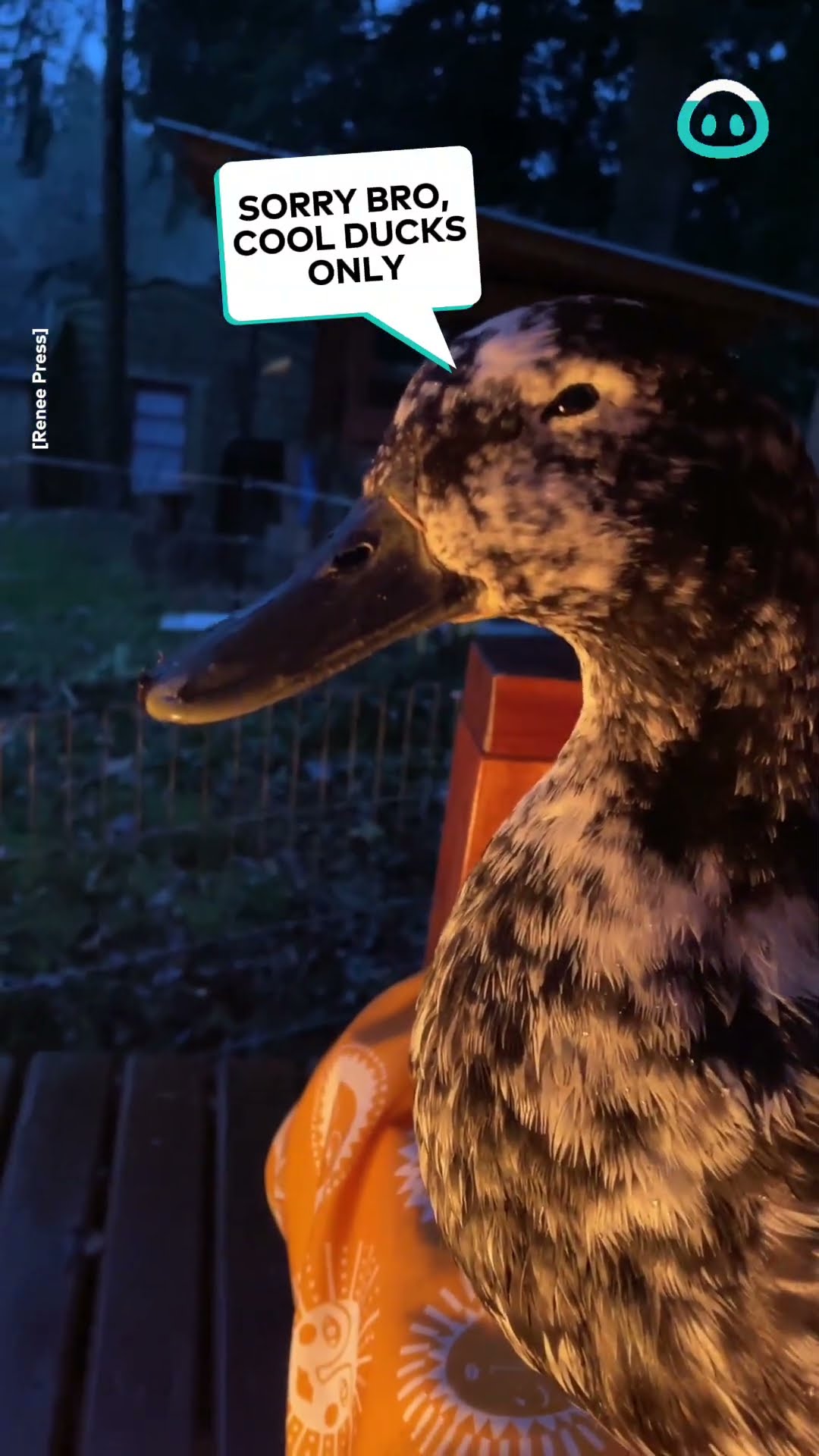 Ducks Hang out By the Fire || ViralHog