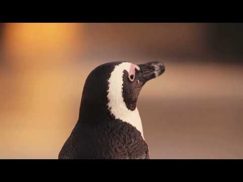 "Penguins – Swimming Warriors of the Icy Antarctic 🐧 | Discover Their Secret Life Beneath the Ice"