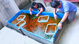 From Eggs to 2 weeks old fry ( CULLING GOLDFISH )  Selecting the best Quality Goldfish fry!