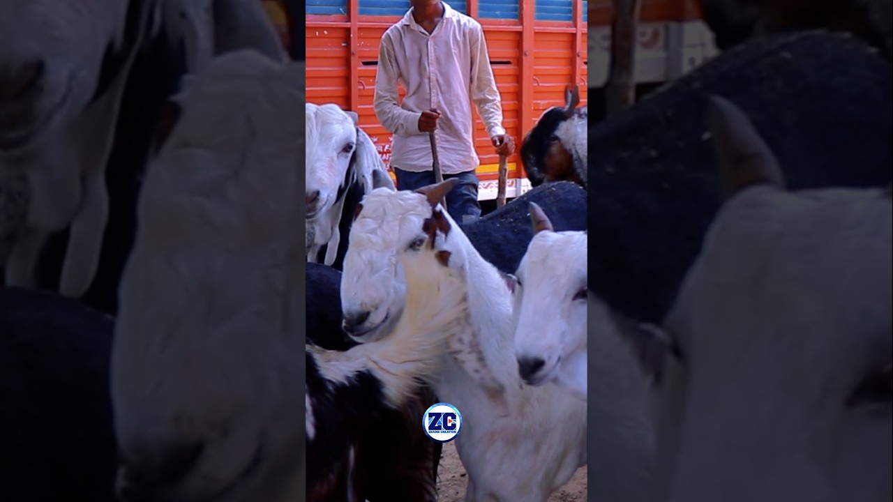 Bakra Mandi Vibes💖😍 