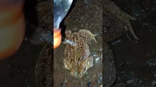 𝐟𝐫𝐨𝐠 𝐢𝐧 𝐭𝐡𝐞 𝐬𝐡𝐨𝐰𝐞𝐫 #shortsviral #anfibios #anfíbios #anfibio #cururu #sapos #sapo #sapos #shorts