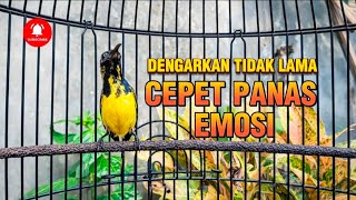 TROTOL GACOR || PANCINGAN SOGON CEPET PANAS EMOSI